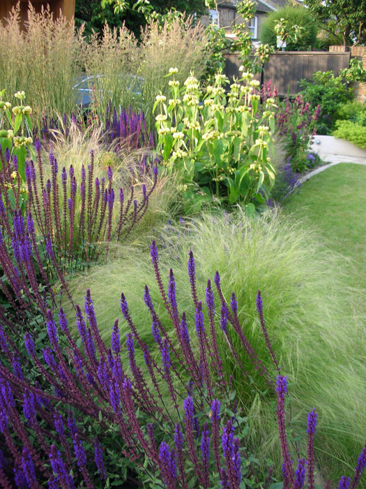 Salvia, phlomis and grasses